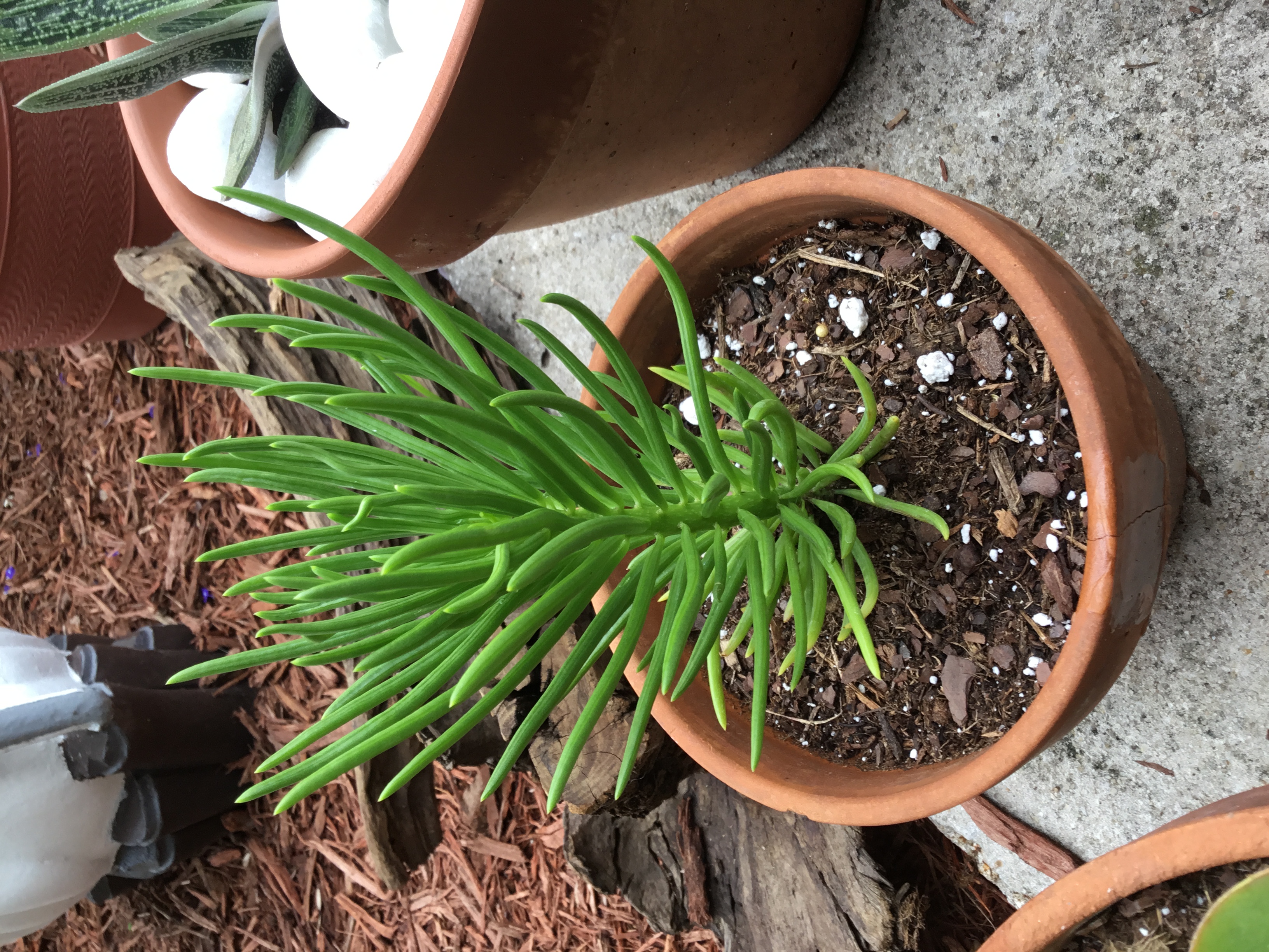 Senecio Barbertonicus 1.jpg